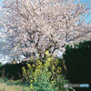 菜の花と桜