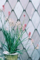 街角の植木鉢