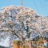 サクラサク前 ２