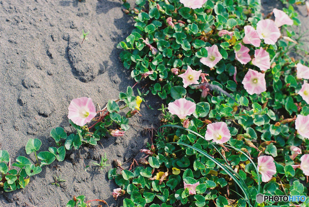浜辺に咲く花　２