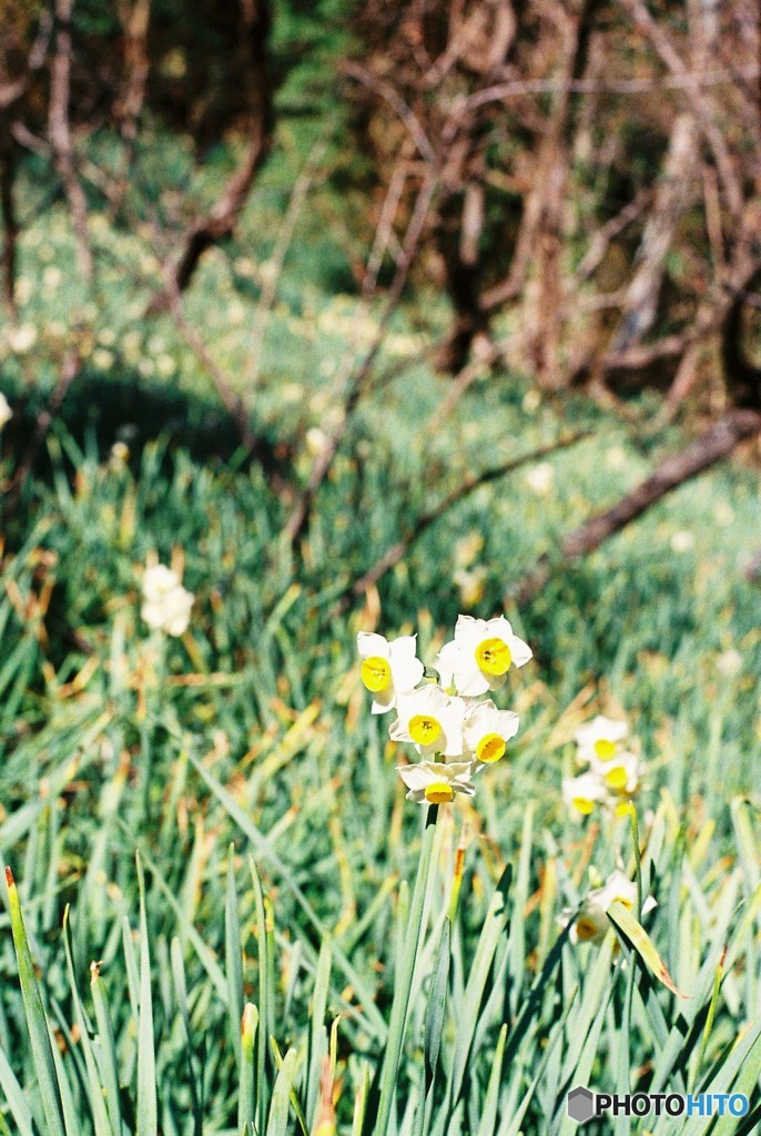 秘密の花園　２