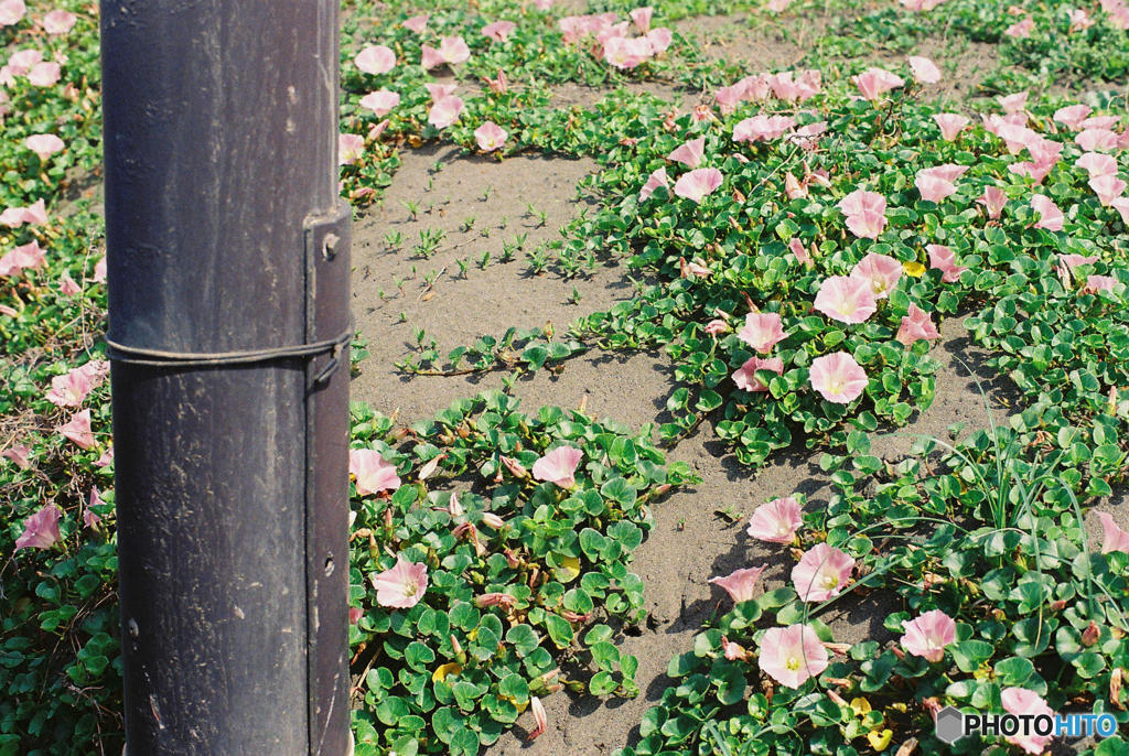 浜辺に咲く花　３