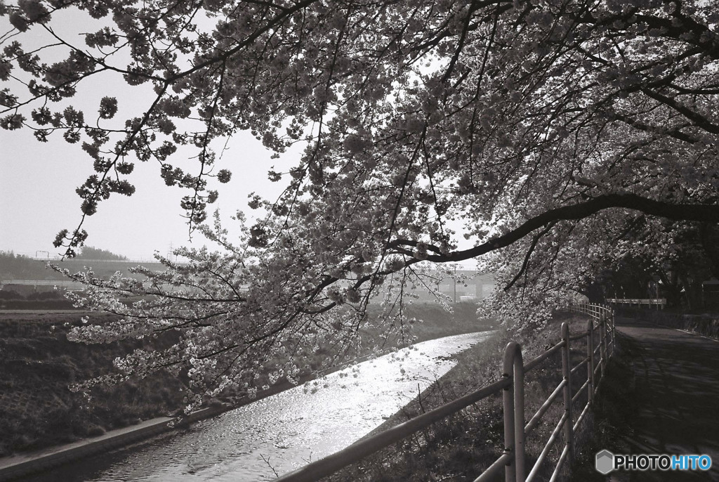 monochrome sakura 1