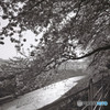 monochrome sakura 1