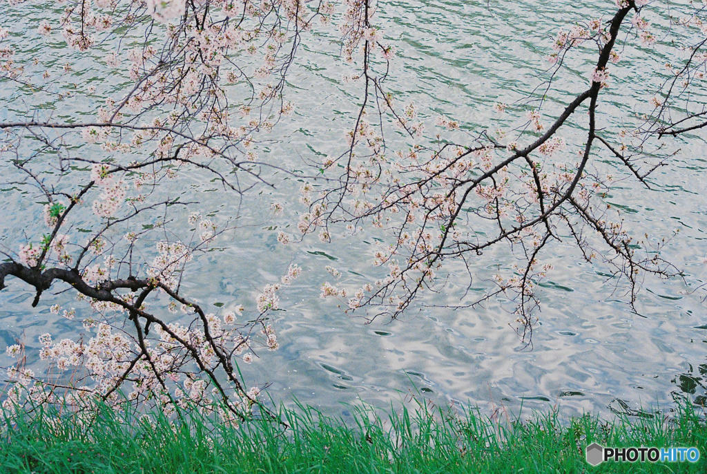 神田川～桜　２