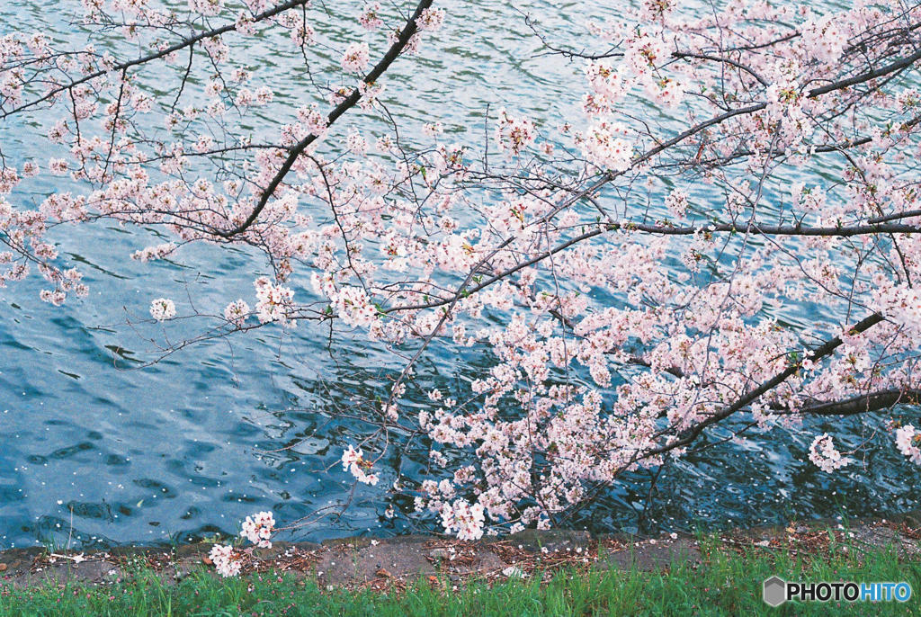 神田川～桜　１