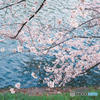 神田川～桜　１