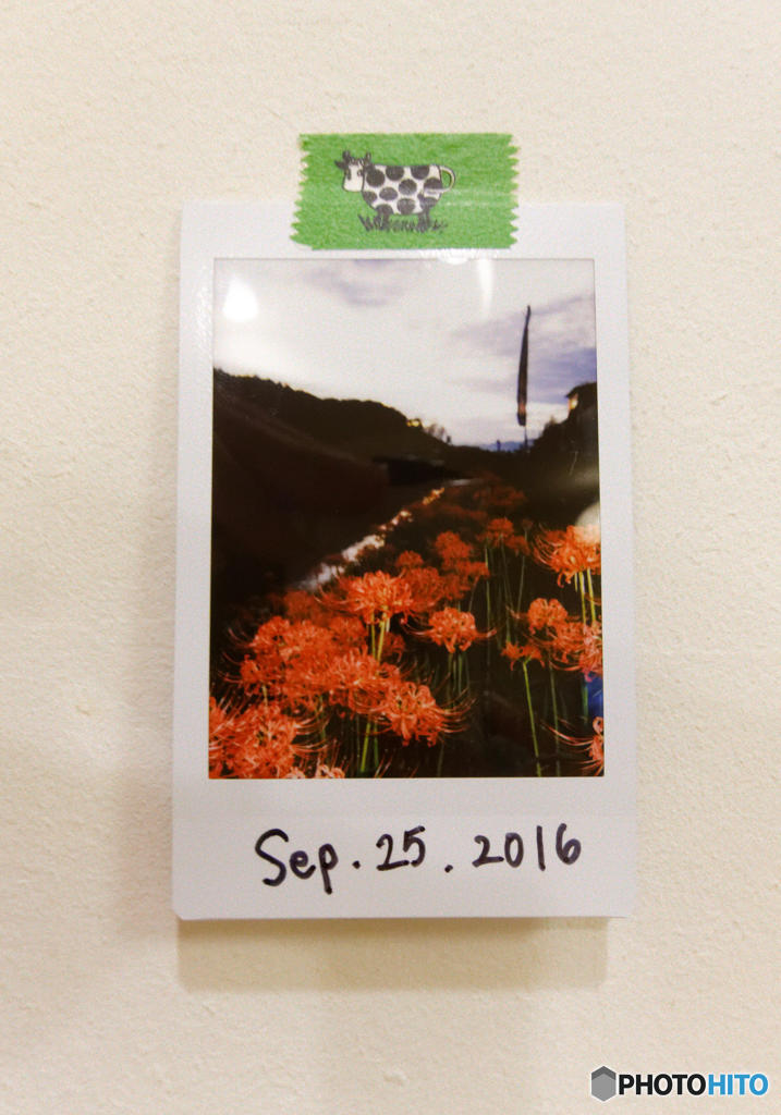 ヒガンバナ　instax