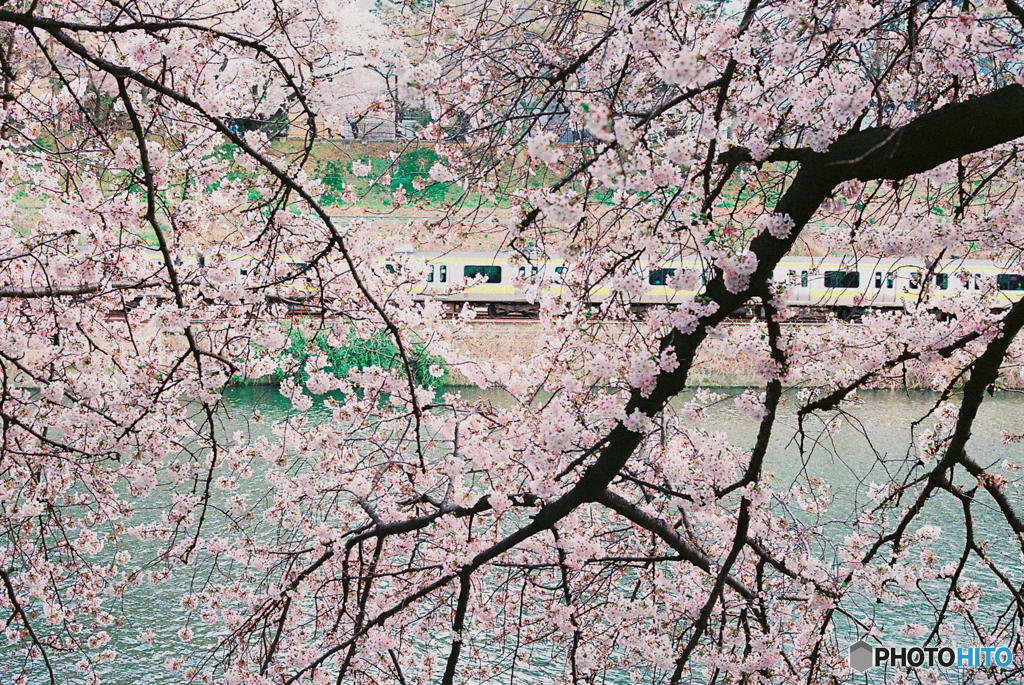 神田川～桜　３