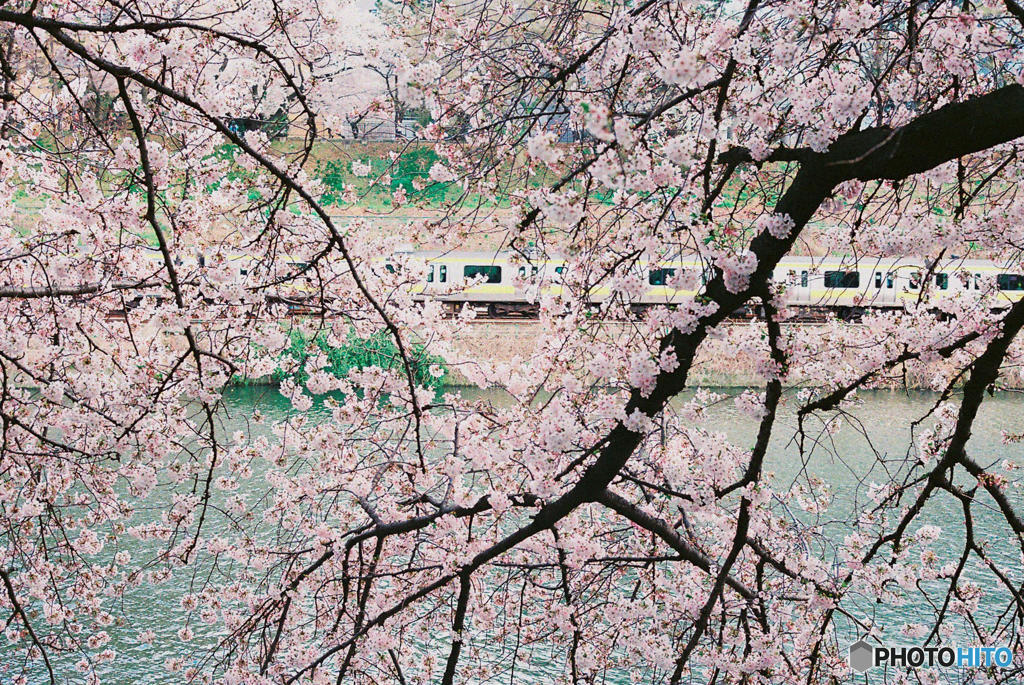 神田川～桜　３