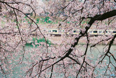 神田川～桜　３