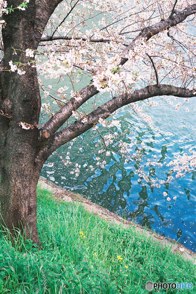 神田川～桜　４