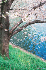 神田川～桜　４