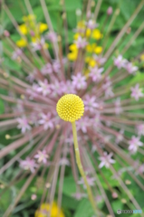 花火！？