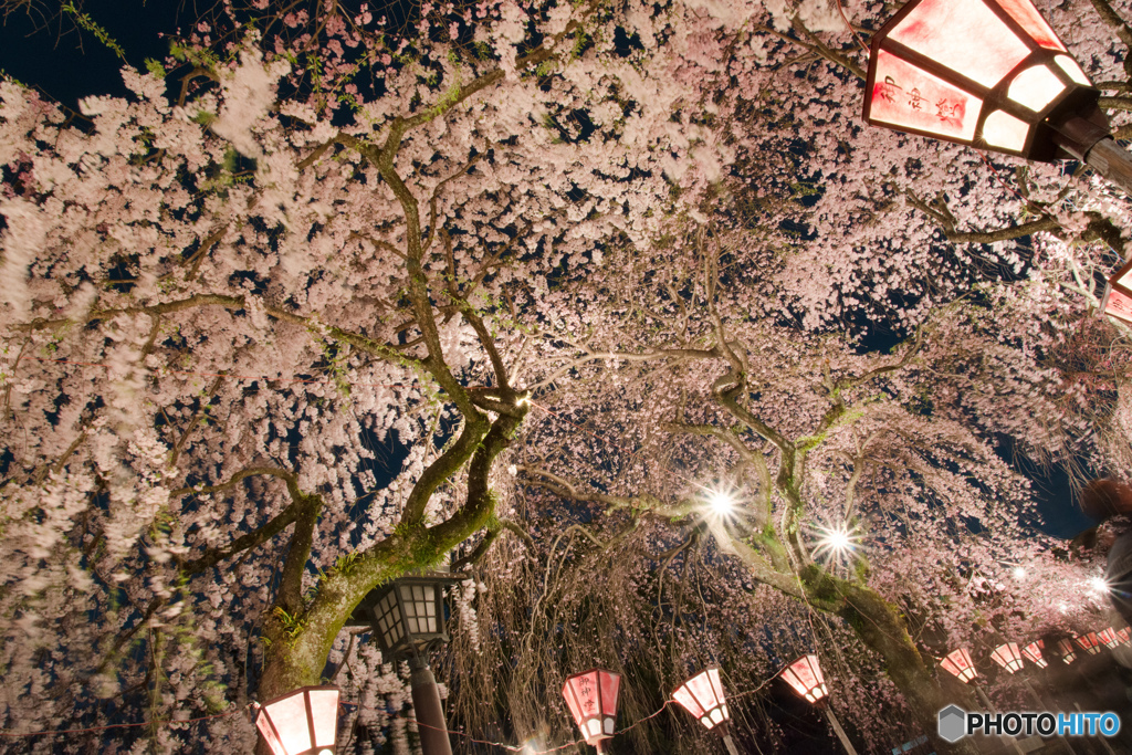 大社 夜桜_4