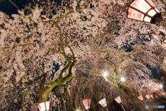 大社 夜桜_4