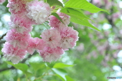 これも桜