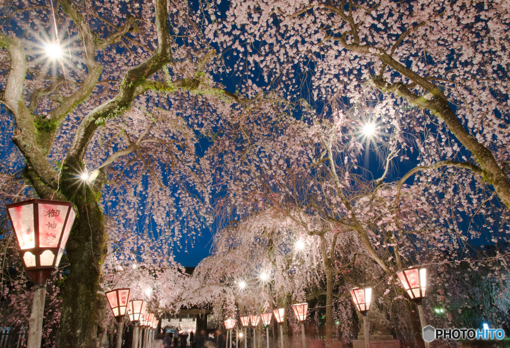 大社 夜桜_2