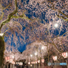 大社 夜桜_2