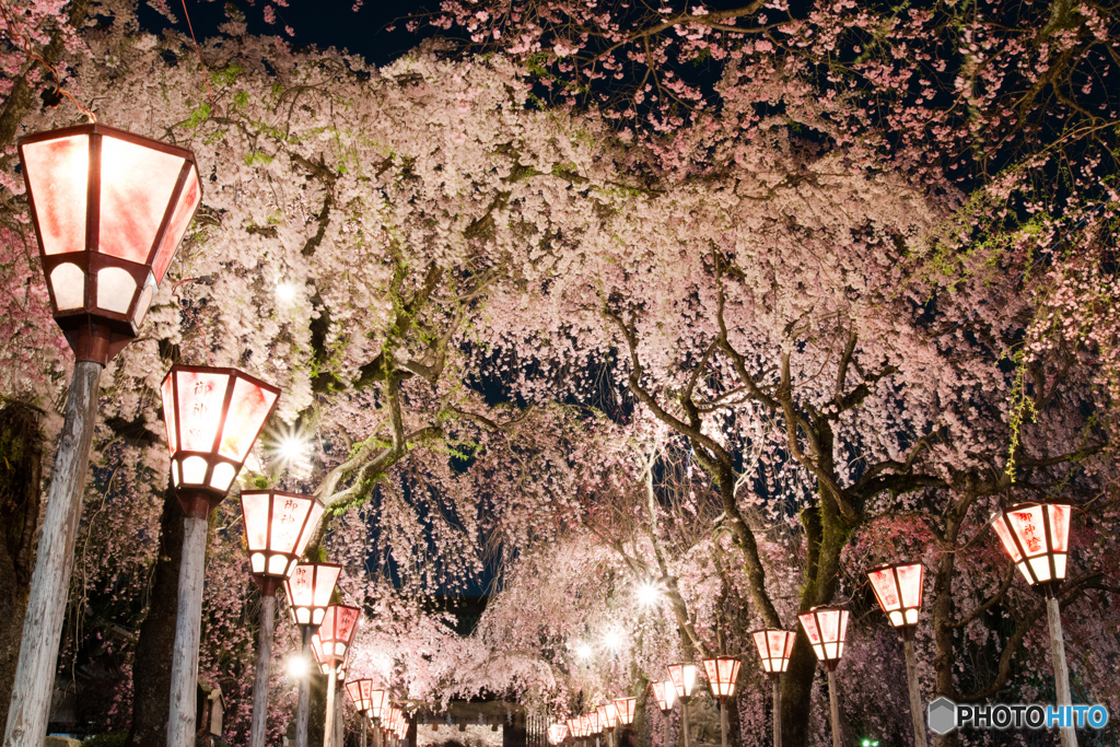 大社 夜桜_3