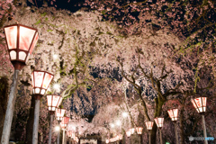 大社 夜桜_3