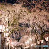 大社 夜桜_3