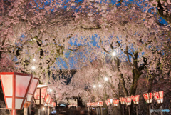 大社 夜桜_5