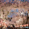 大社 夜桜_5