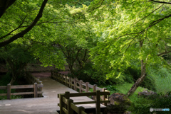 新緑のもみじ橋