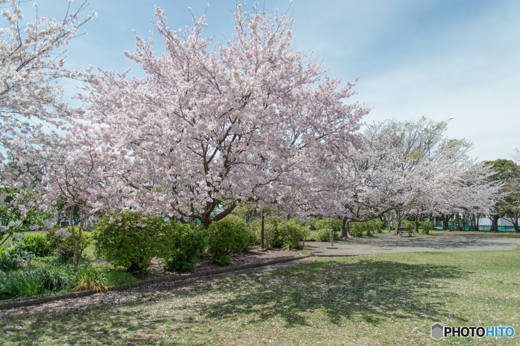 たこ公園 桜_1