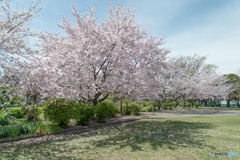 たこ公園 桜_1
