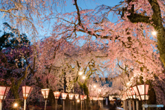 大社 夜桜_1