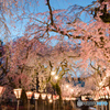 大社 夜桜_1