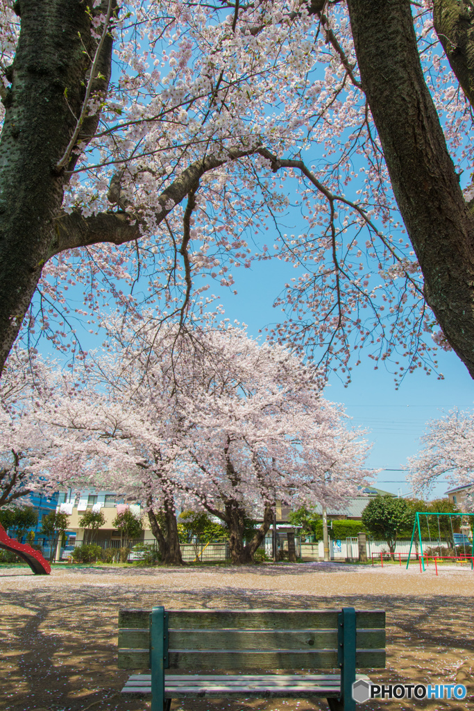 花園公園 桜_1