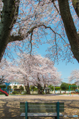 花園公園 桜_1