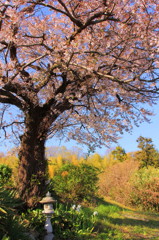 桜