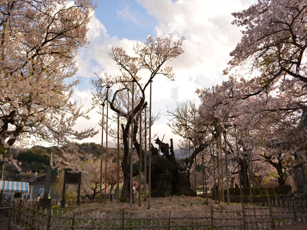 山高神代桜
