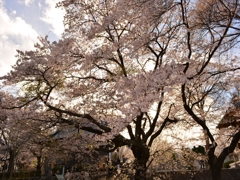 桜　花　花見　実相寺