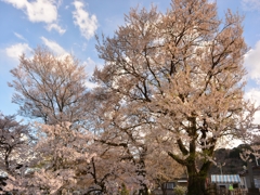 桜