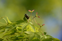 飛びたいよ～