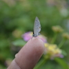 愛蝶習慣1