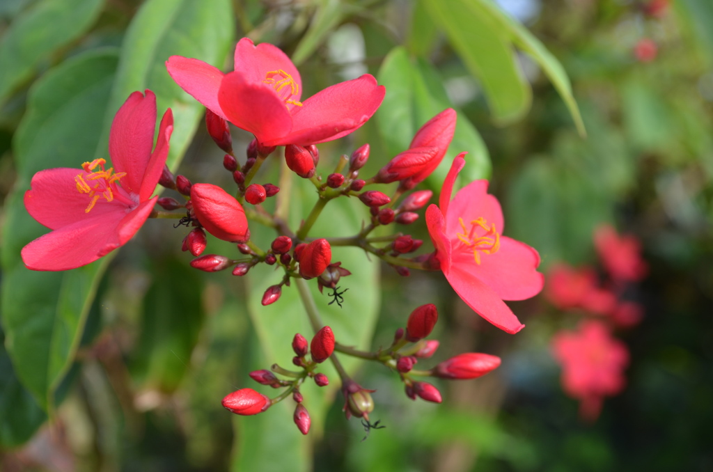 Summer red