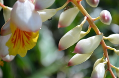 ゲットウの花