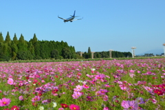 秋風に乗って