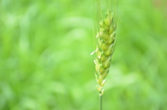 小麦の花