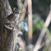 幸せの青い鳥を