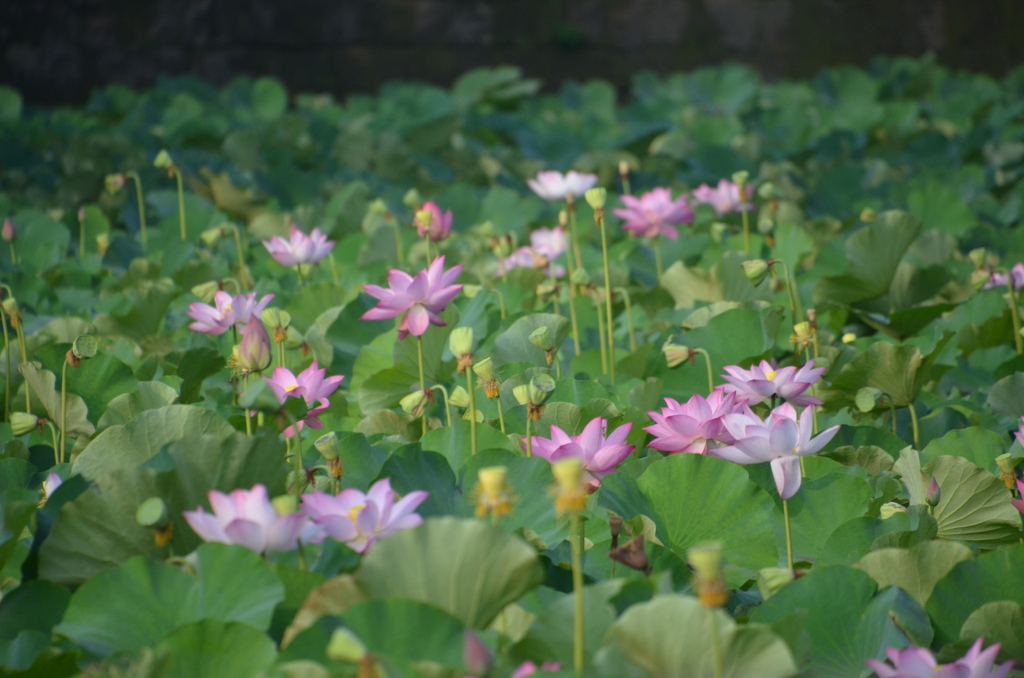 蓮が満開