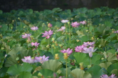 蓮が満開