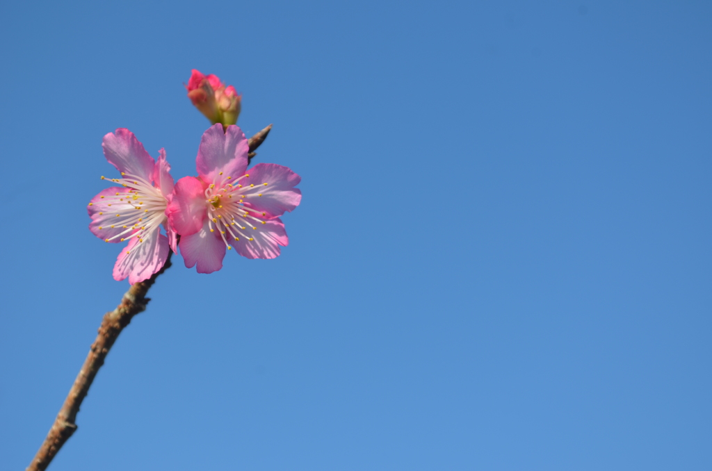 開花の年だ！