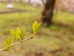 芽吹きの時